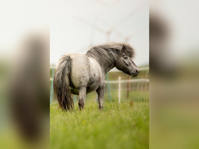 Shetland Ponies Stallion Foal (04/2024) 10,2 hh Leopard-Piebald in Groß Molzahn