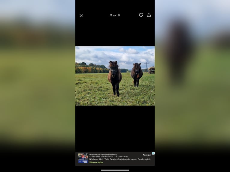 Shetland Ponies Stallion Foal (04/2025) 10 hh Black in Westhausen Shetland Ponies Stallion Foal (04/2025) 10 hh Black in Westhausen