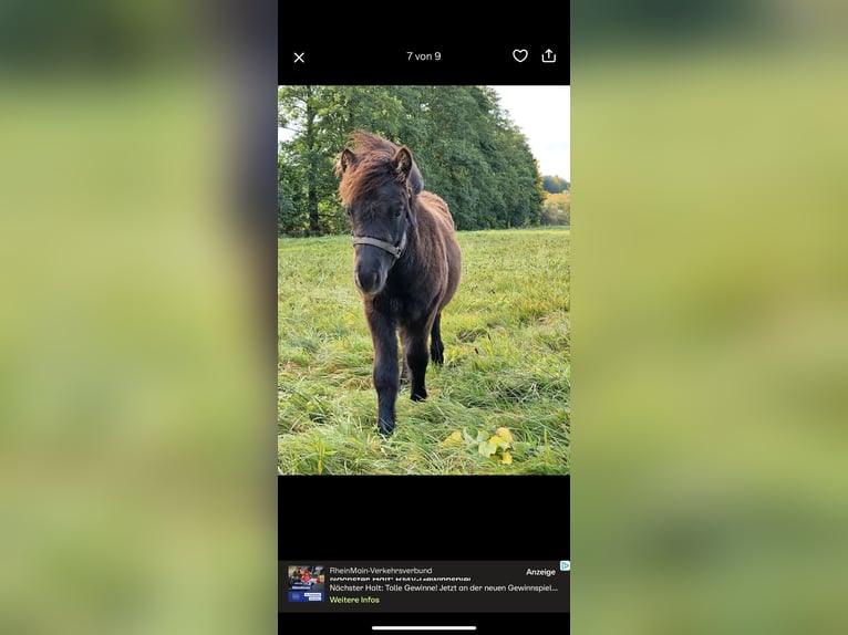 Shetland Ponies Stallion Foal (04/2025) 10 hh Black in Westhausen Shetland Ponies Stallion Foal (04/2025) 10 hh Black in Westhausen