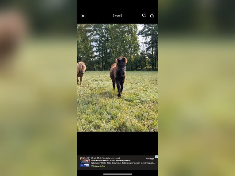 Shetland Ponies Stallion Foal (04/2025) 10 hh Black in Westhausen Shetland Ponies Stallion Foal (04/2025) 10 hh Black in Westhausen