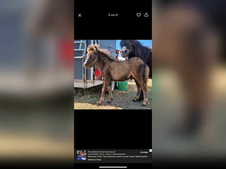 Shetland Ponies Stallion Foal (04/2025) 10 hh Black in Westhausen Shetland Ponies Stallion Foal (04/2025) 10 hh Black in Westhausen
