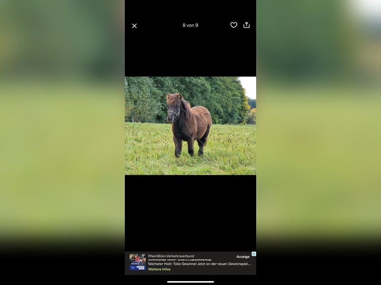 Shetland Ponies Stallion Foal (04/2025) 10 hh Black in Westhausen Shetland Ponies Stallion Foal (04/2025) 10 hh Black in Westhausen