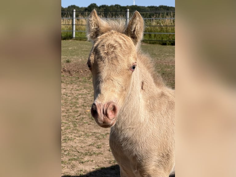 Shetland Ponies Stallion Foal (05/2026) 10 hh Champagne in Groß Molzahn