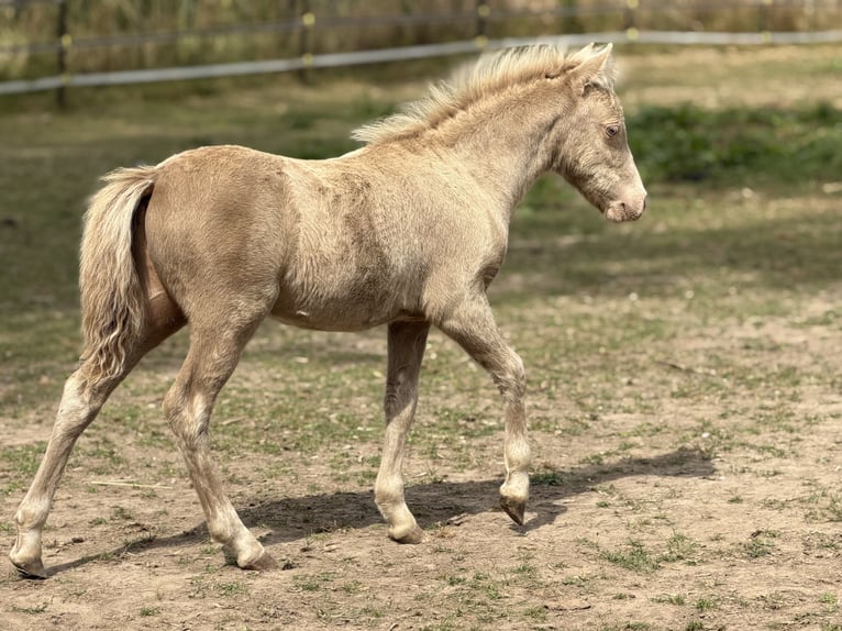 Shetland Ponies Stallion Foal (05/2026) 10 hh Champagne in Groß Molzahn