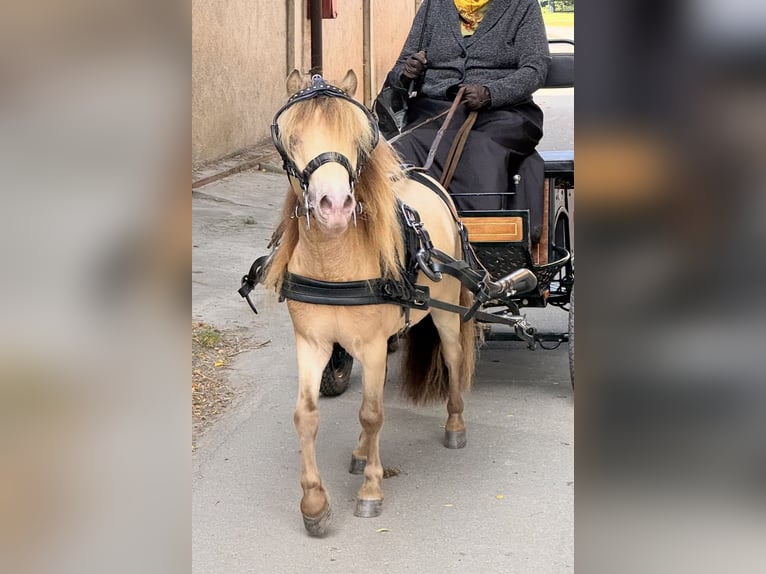 Shetland Ponies Stallion Foal (05/2026) 10 hh Champagne in Groß Molzahn