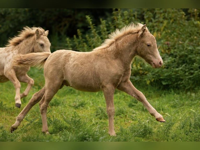 Shetland Ponies Stallion Foal (05/2026) 10 hh Champagne in Groß Molzahn