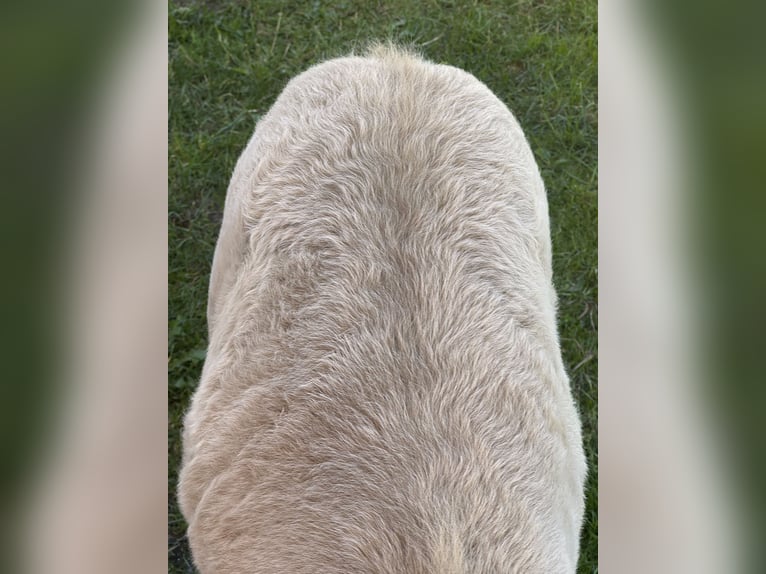 Shetland Ponies Stallion Foal (05/2026) 10 hh Champagne in Groß Molzahn