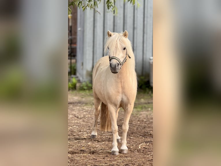 Shetland Ponies Stallion Foal (05/2026) 10 hh Champagne in Groß Molzahn