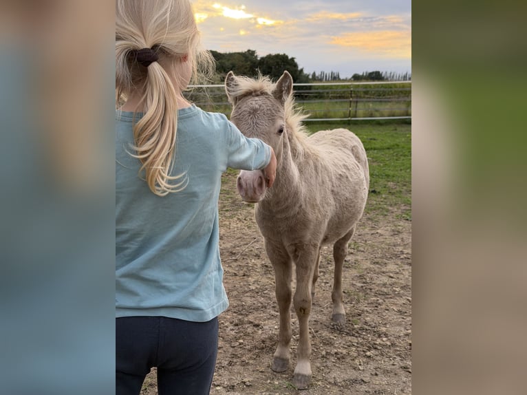 Shetland Ponies Stallion Foal (05/2026) 10 hh Champagne in Groß Molzahn