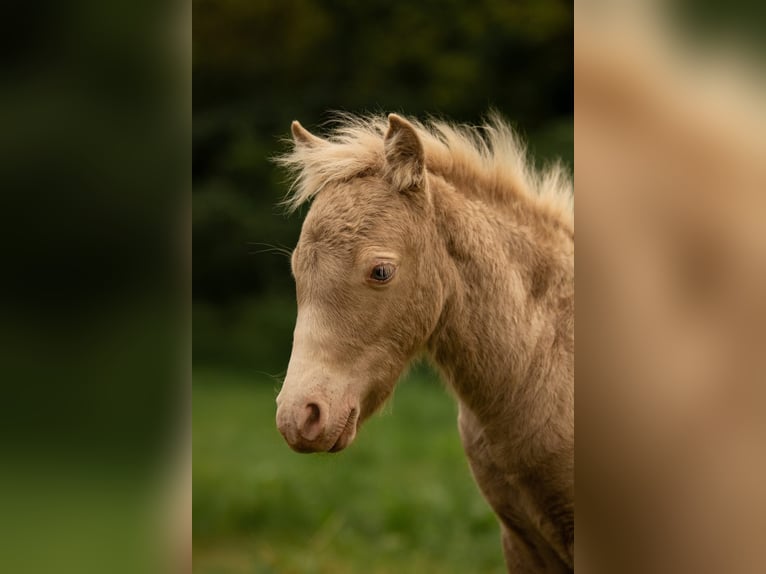 Shetland Ponies Stallion Foal (05/2026) 10 hh Champagne in Groß Molzahn