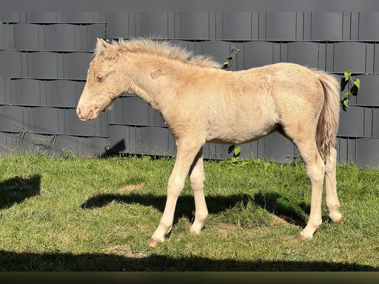 Shetland Ponies Stallion Foal (05/2026) 10 hh Champagne in Groß Molzahn