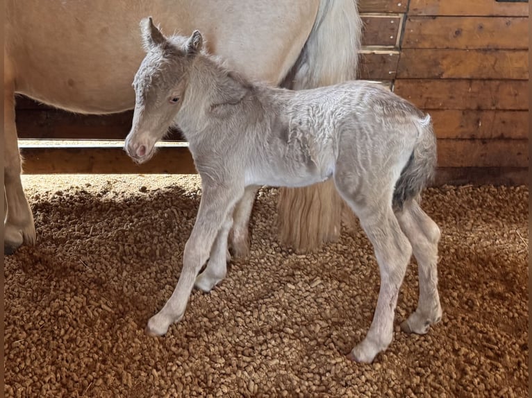 Shetland Ponies Stallion Foal (05/2026) 10 hh Champagne in Groß Molzahn