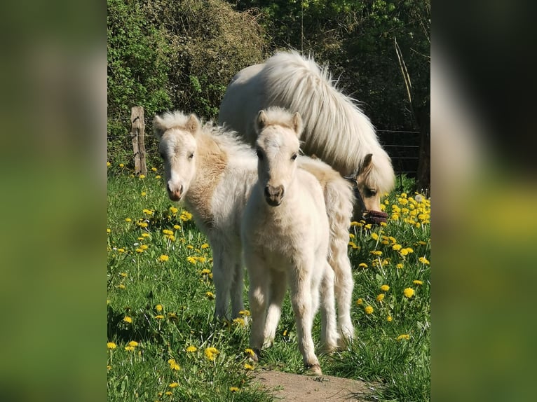 Shetland Ponies Stallion Foal (04/2026) 10 hh Palomino in Grimmen