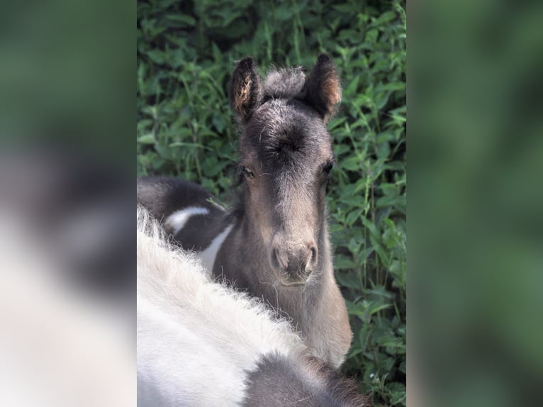 Shetland Ponies Stallion  10 hh Pinto in Eckersdorf