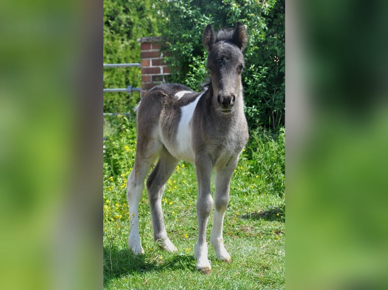 Shetland Ponies Stallion  10 hh Pinto in Eckersdorf