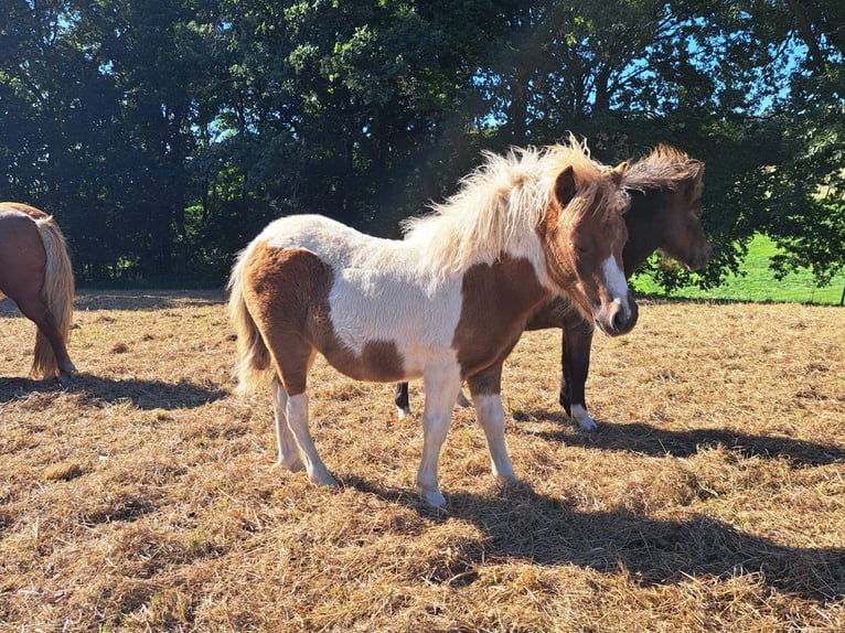 Shetland Ponies Stallion Foal (04/2025) 10 hh Pinto in Meerane