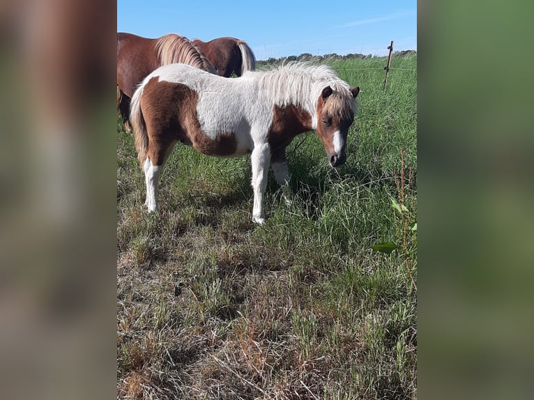 Shetland Ponies Stallion Foal (04/2025) 10 hh Pinto in Meerane