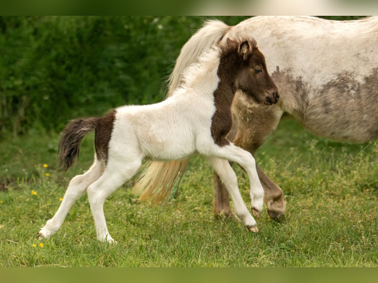 Shetland Ponies Stallion Foal (05/2024) 10 hh Tobiano-all-colors in Groß Molzahn