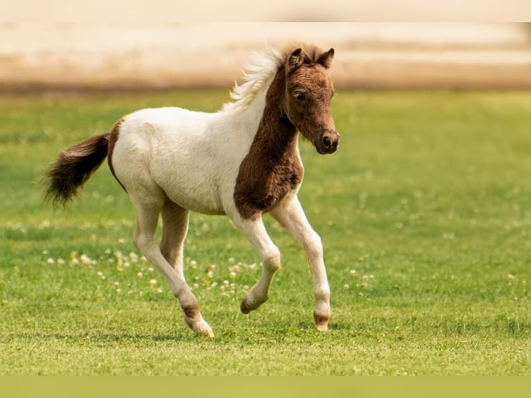 Shetland Ponies Stallion Foal (05/2024) 10 hh Tobiano-all-colors in Groß Molzahn