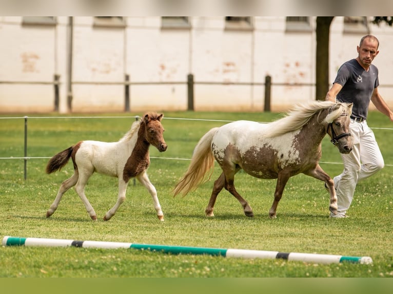 Shetland Ponies Stallion Foal (05/2024) 10 hh Tobiano-all-colors in Groß Molzahn