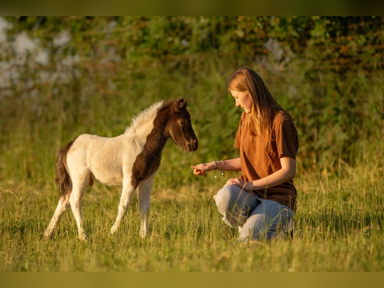 Shetland Ponies Stallion Foal (05/2024) 10 hh Tobiano-all-colors in Groß Molzahn