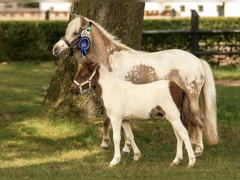 Shetland Ponies Stallion Foal (05/2024) 10 hh Tobiano-all-colors in Groß Molzahn