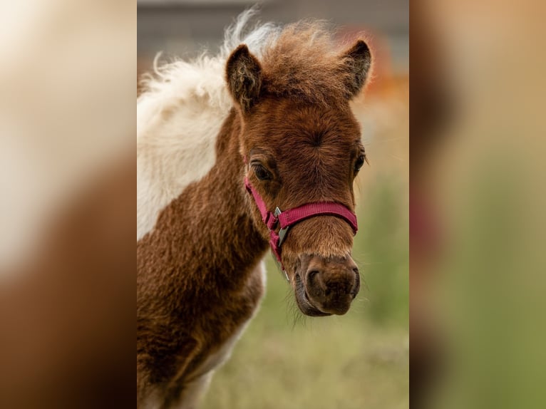 Shetland Ponies Stallion Foal (05/2024) 10 hh Tobiano-all-colors in Groß Molzahn