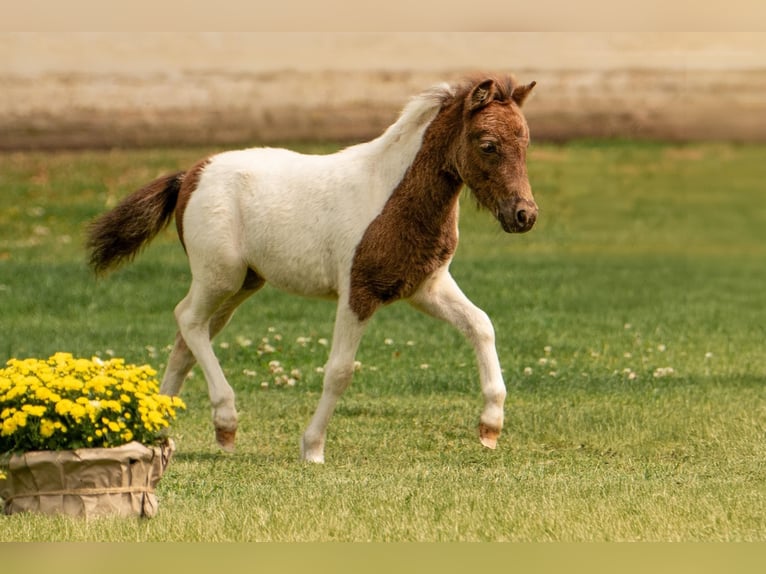 Shetland Ponies Stallion Foal (05/2024) 10 hh Tobiano-all-colors in Groß Molzahn