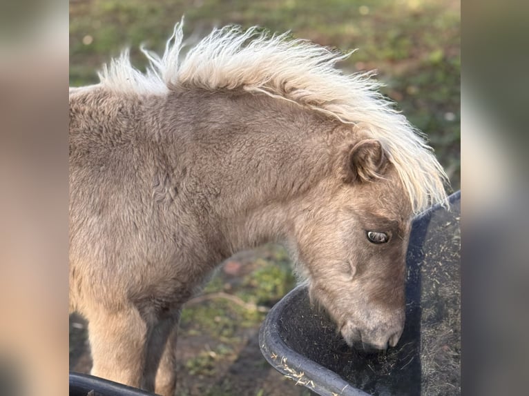 Shetland Ponies Stallion Foal (05/2025) 10,1 hh Leopard-Piebald in Gro&#xDF; Molzahn