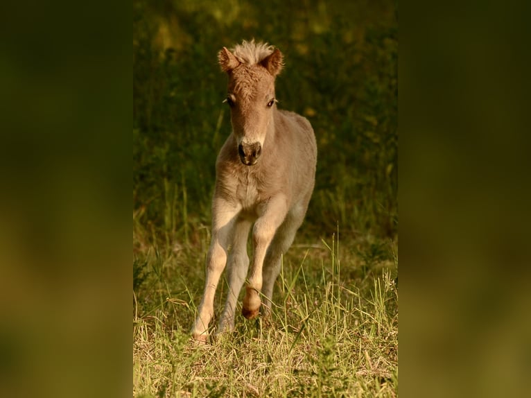 Shetland Ponies Stallion  10,1 hh Leopard-Piebald in Gro&#xDF; Molzahn
