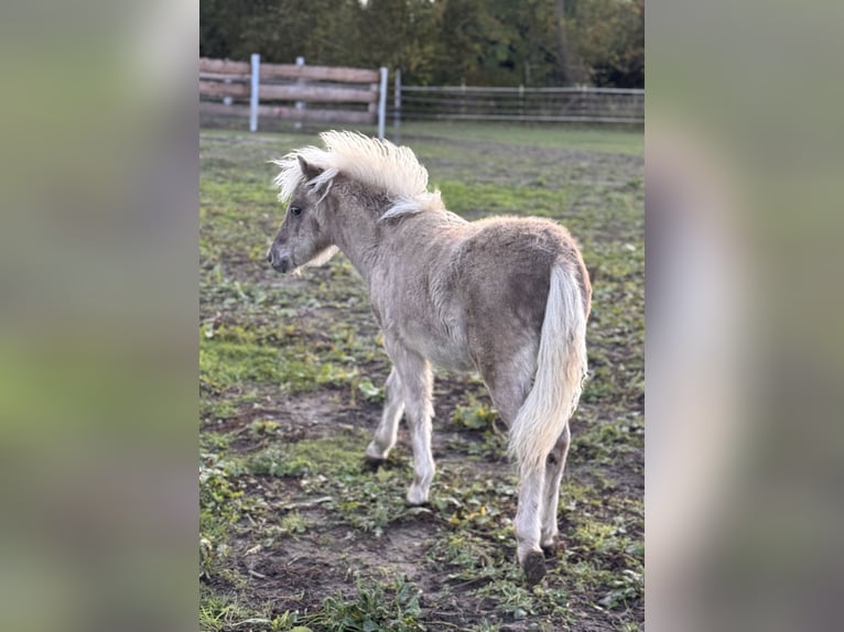 Shetland Ponies Stallion Foal (05/2025) 10,1 hh Leopard-Piebald in Gro&#xDF; Molzahn