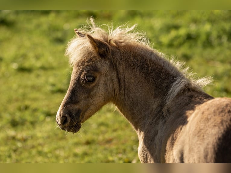 Shetland Ponies Stallion Foal (05/2025) 10,1 hh Leopard-Piebald in Gro&#xDF; Molzahn