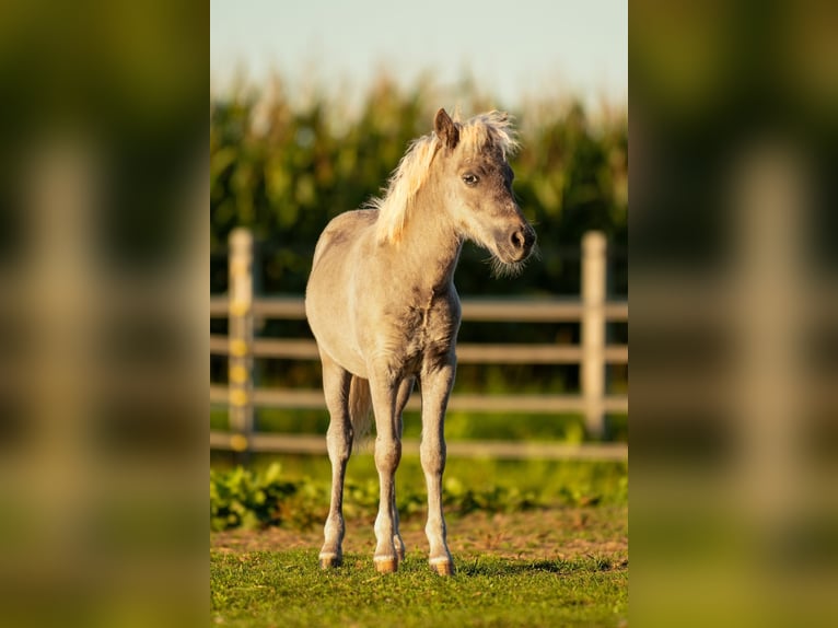 Shetland Ponies Stallion Foal (05/2025) 10,1 hh Leopard-Piebald in Gro&#xDF; Molzahn