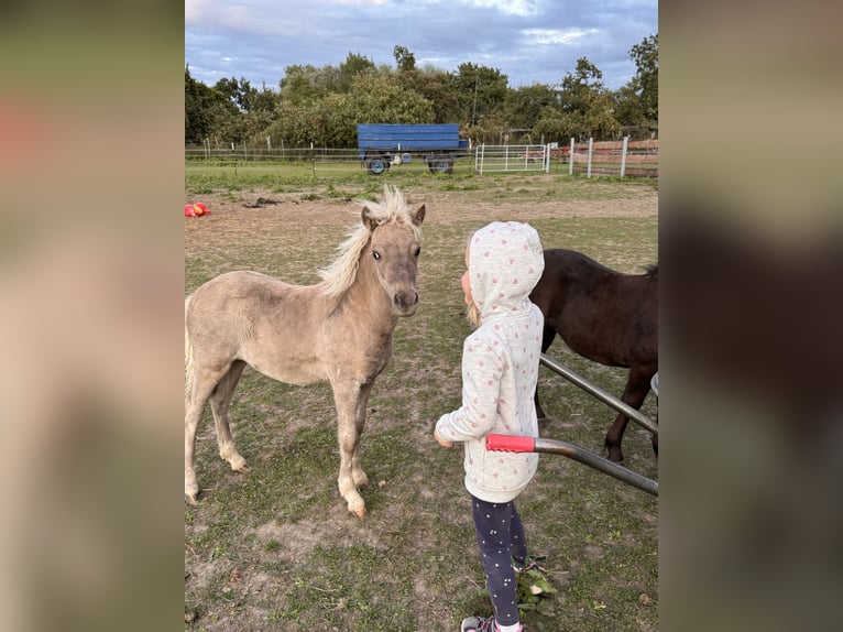 Shetland Ponies Stallion Foal (05/2025) 10,1 hh Leopard-Piebald in Gro&#xDF; Molzahn