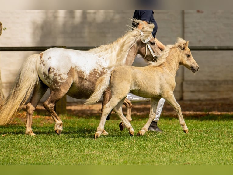 Shetland Ponies Stallion Foal (05/2025) 10,1 hh Leopard-Piebald in Gro&#xDF; Molzahn