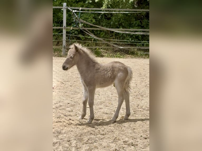Shetland Ponies Stallion  10,1 hh Leopard-Piebald in Gro&#xDF; Molzahn