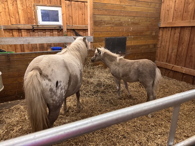 Shetland Ponies Stallion Foal (05/2025) 10,1 hh Leopard-Piebald in Gro&#xDF; Molzahn