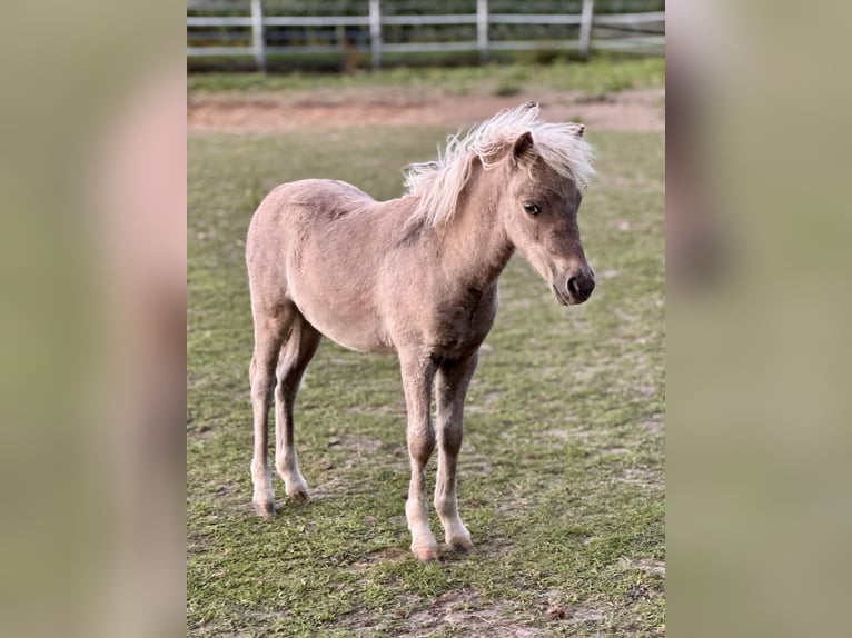 Shetland Ponies Stallion Foal (05/2025) 10,1 hh Leopard-Piebald in Gro&#xDF; Molzahn