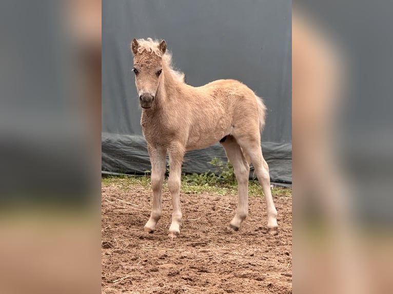 Shetland Ponies Stallion  10,1 hh Leopard-Piebald in Gro&#xDF; Molzahn