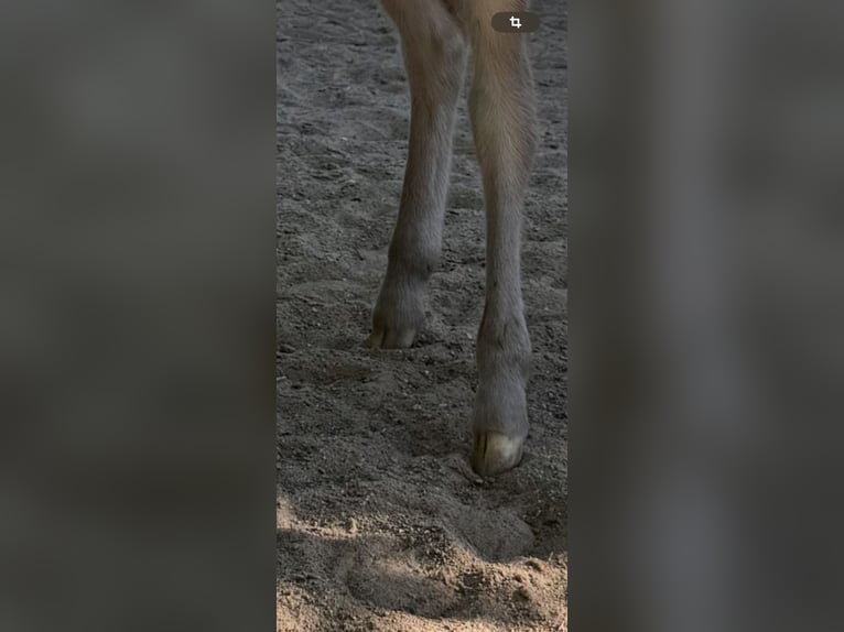 Shetland Ponies Stallion  10,1 hh Leopard-Piebald in Groß Molzahn