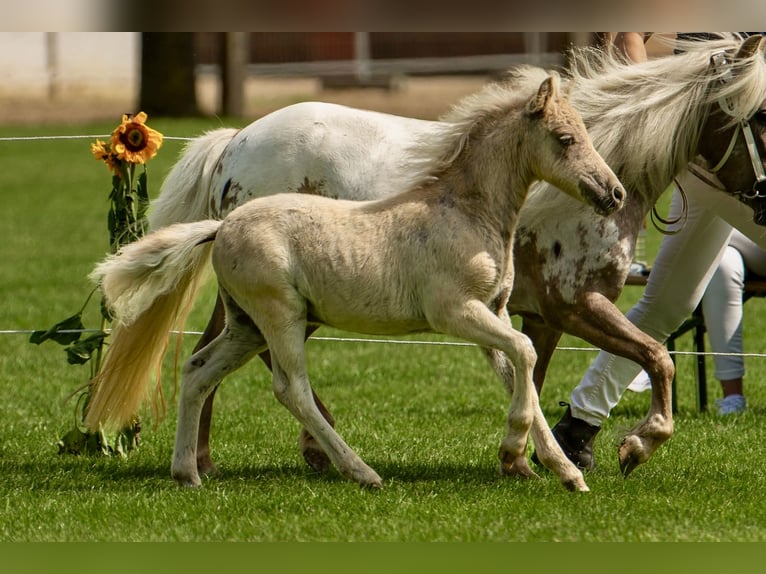 Shetland Ponies Stallion Foal (05/2025) 10,1 hh Leopard-Piebald in Gro&#xDF; Molzahn