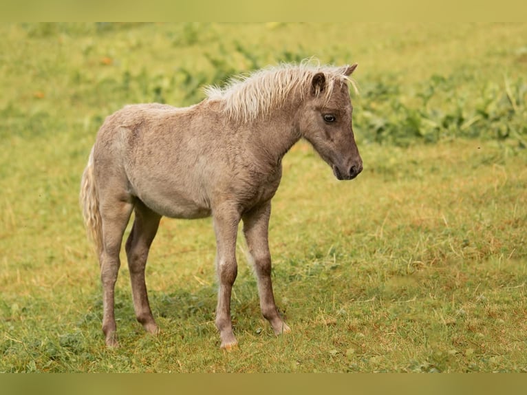 Shetland Ponies Stallion Foal (05/2025) 10,1 hh Leopard-Piebald in Gro&#xDF; Molzahn