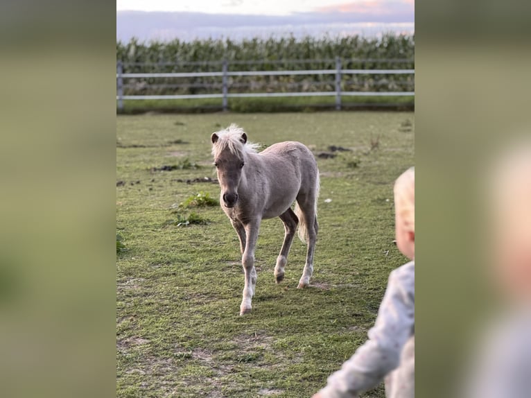 Shetland Ponies Stallion Foal (05/2025) 10,1 hh Leopard-Piebald in Gro&#xDF; Molzahn