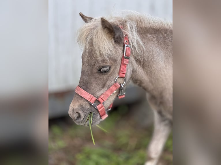 Shetland Ponies Stallion Foal (05/2025) 10,1 hh Leopard-Piebald in Gro&#xDF; Molzahn