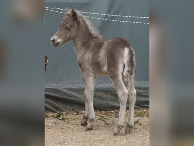 Shetland Ponies Stallion  10,1 hh Leopard-Piebald in Groß Molzahn