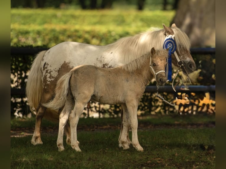 Shetland Ponies Stallion Foal (05/2025) 10,1 hh Leopard-Piebald in Gro&#xDF; Molzahn