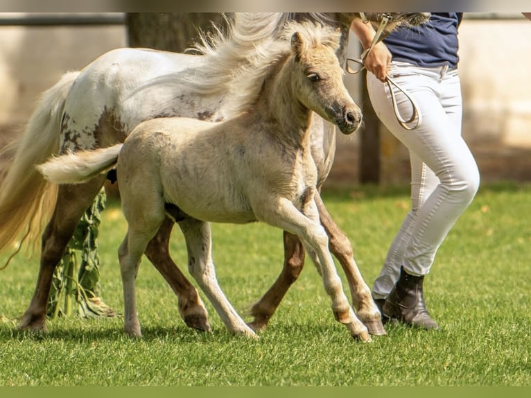 Shetland Ponies Stallion Foal (05/2025) 10,1 hh Leopard-Piebald in Gro&#xDF; Molzahn