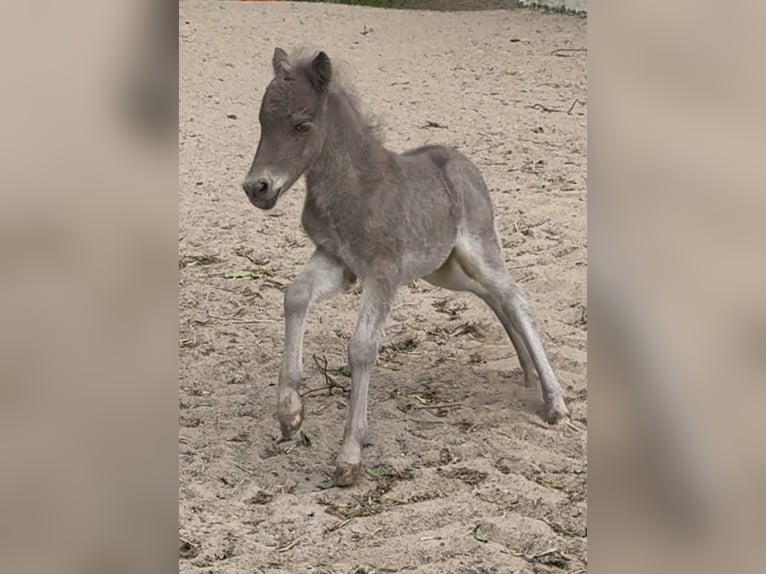Shetland Ponies Stallion  10,1 hh Leopard-Piebald in Groß Molzahn