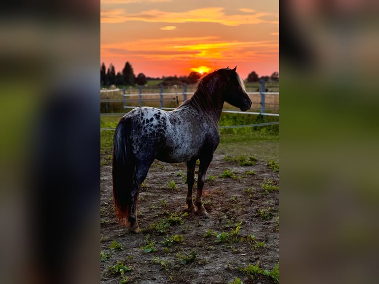 Shetland Ponies Stallion  10,1 hh Leopard-Piebald in Groß Molzahn