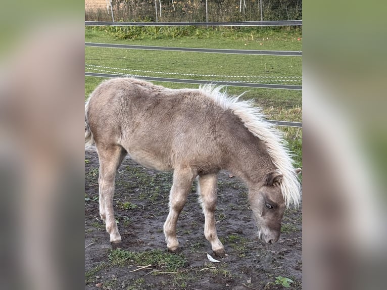 Shetland Ponies Stallion Foal (05/2025) 10,1 hh Leopard-Piebald in Gro&#xDF; Molzahn